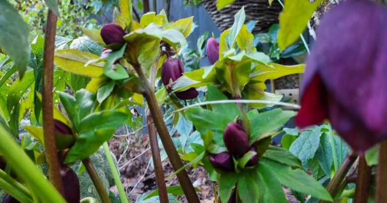 Gardening Hints & Tips for February Gardening Hints & Tips for February